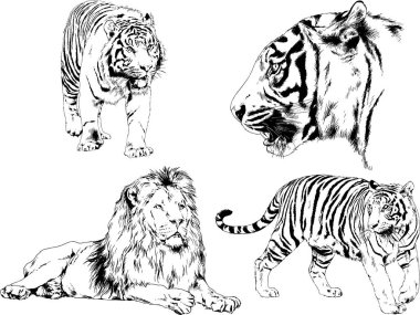 vektör çizimleri çizimler farklı yırtıcı hayvan, kaplan aslan çita ve leopar mürekkep el tarafından nesneleri arka plan ile çizilir