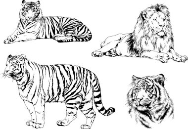 vektör çizimleri çizimler farklı yırtıcı hayvan, kaplan aslan çita ve leopar mürekkep el tarafından nesneleri arka plan ile çizilir