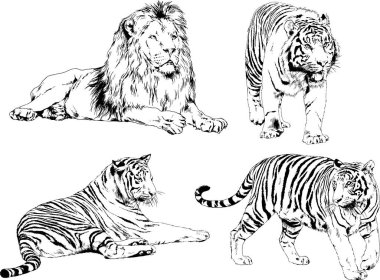 vektör çizimleri çizimler farklı yırtıcı hayvan, kaplan aslan çita ve leopar mürekkep el tarafından nesneleri arka plan ile çizilir