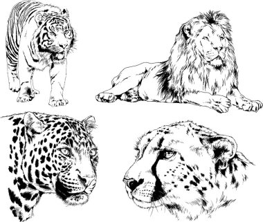 vektör çizimleri çizimler farklı yırtıcı hayvan, kaplan aslan çita ve leopar mürekkep el tarafından nesneleri arka plan ile çizilir