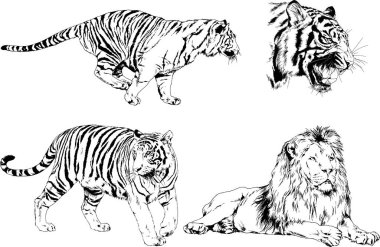 vektör çizimleri çizimler farklı yırtıcı hayvan, kaplan aslan çita ve leopar mürekkep el tarafından nesneleri arka plan ile çizilir
