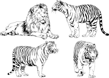 vektör çizimleri çizimler farklı yırtıcı hayvan, kaplan aslan çita ve leopar mürekkep el tarafından nesneleri arka plan ile çizilir