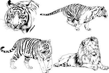 vektör çizimleri çizimler farklı yırtıcı hayvan, kaplan aslan çita ve leopar mürekkep el tarafından nesneleri arka plan ile çizilir