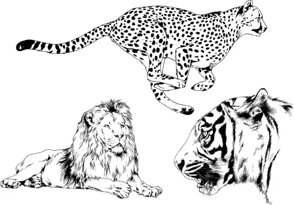 vektör çizimleri çizimler farklı yırtıcı hayvan, kaplan aslan çita ve leopar mürekkep el tarafından nesneleri arka plan ile çizilir