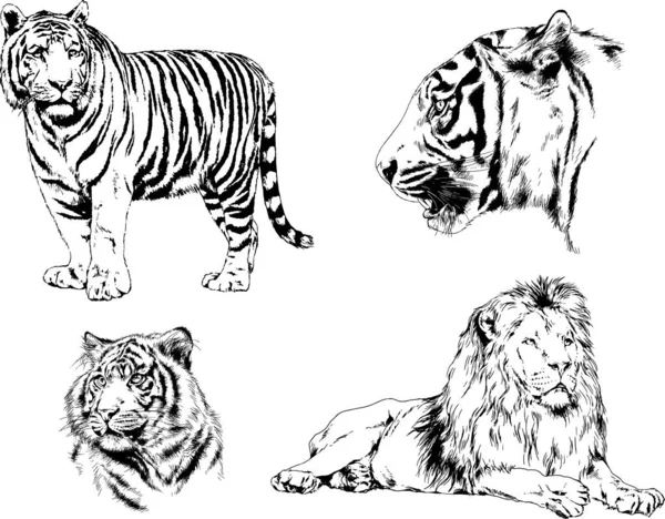 Dibujos Leonesストックベクター ロイヤリティフリーdibujos Leonesイラスト ページ 2 Depositphotos