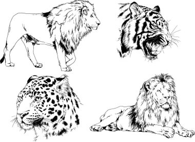 vektör çizimleri çizimler farklı yırtıcı hayvan, kaplan aslan çita ve leopar mürekkep el tarafından nesneleri arka plan ile çizilir