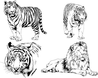 vektör çizimleri çizimler farklı yırtıcı hayvan, kaplan aslan çita ve leopar mürekkep el tarafından nesneleri arka plan ile çizilir