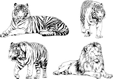 vektör çizimleri çizimler farklı yırtıcı hayvan, kaplan aslan çita ve leopar mürekkep el tarafından nesneleri arka plan ile çizilir