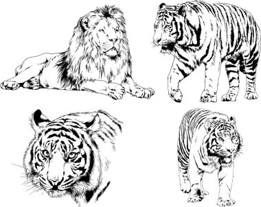 vektör çizimleri çizimler farklı yırtıcı hayvan, kaplan aslan çita ve leopar mürekkep el tarafından nesneleri arka plan ile çizilir