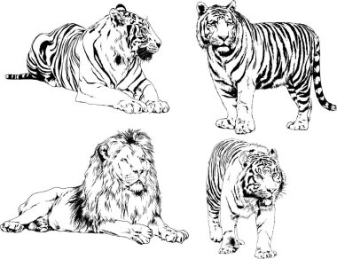 vektör çizimleri çizimler farklı yırtıcı hayvan, kaplan aslan çita ve leopar mürekkep el tarafından nesneleri arka plan ile çizilir