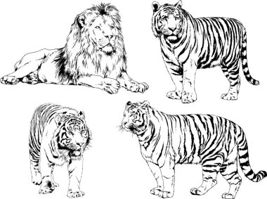 vektör çizimleri çizimler farklı yırtıcı hayvan, kaplan aslan çita ve leopar mürekkep el tarafından nesneleri arka plan ile çizilir