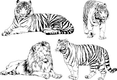 vektör çizimleri çizimler farklı yırtıcı hayvan, kaplan aslan çita ve leopar mürekkep el tarafından nesneleri arka plan ile çizilir