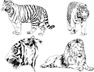 vektör çizimleri çizimler farklı yırtıcı hayvan, kaplan aslan çita ve leopar mürekkep el tarafından nesneleri arka plan ile çizilir