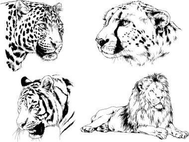 vektör çizimleri çizimler farklı yırtıcı hayvan, kaplan aslan çita ve leopar mürekkep el tarafından nesneleri arka plan ile çizilir