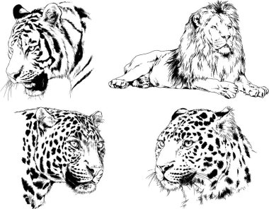 vektör çizimleri çizimler farklı yırtıcı hayvan, kaplan aslan çita ve leopar mürekkep el tarafından nesneleri arka plan ile çizilir
