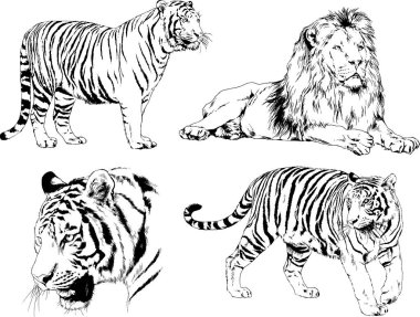 vektör çizimleri çizimler farklı yırtıcı hayvan, kaplan aslan çita ve leopar mürekkep el tarafından nesneleri arka plan ile çizilir