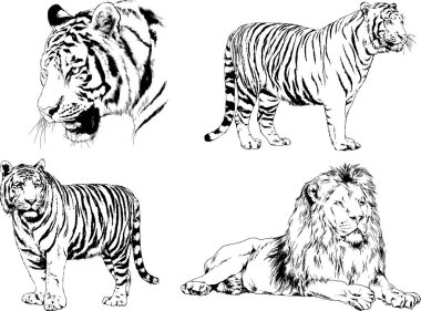 vektör çizimleri çizimler farklı yırtıcı hayvan, kaplan aslan çita ve leopar mürekkep el tarafından nesneleri arka plan ile çizilir
