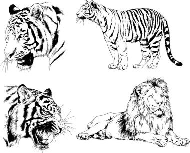 vektör çizimleri çizimler farklı yırtıcı hayvan, kaplan aslan çita ve leopar mürekkep el tarafından nesneleri arka plan ile çizilir