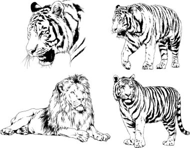 vektör çizimleri çizimler farklı yırtıcı hayvan, kaplan aslan çita ve leopar mürekkep el tarafından nesneleri arka plan ile çizilir