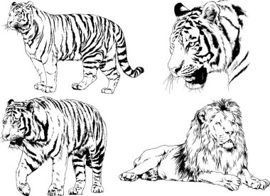 vektör çizimleri çizimler farklı yırtıcı hayvan, kaplan aslan çita ve leopar mürekkep el tarafından nesneleri arka plan ile çizilir