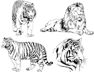 vektör çizimleri çizimler farklı yırtıcı hayvan, kaplan aslan çita ve leopar mürekkep el tarafından nesneleri arka plan ile çizilir