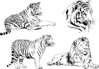 vektör çizimleri çizimler farklı yırtıcı hayvan, kaplan aslan çita ve leopar mürekkep el tarafından nesneleri arka plan ile çizilir