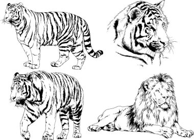 vektör çizimleri çizimler farklı yırtıcı hayvan, kaplan aslan çita ve leopar mürekkep el tarafından nesneleri arka plan ile çizilir