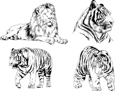 vektör çizimleri çizimler farklı yırtıcı hayvan, kaplan aslan çita ve leopar mürekkep el tarafından nesneleri arka plan ile çizilir