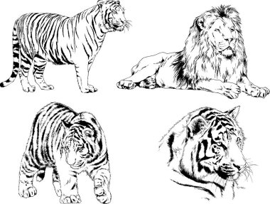 vektör çizimleri çizimler farklı yırtıcı hayvan, kaplan aslan çita ve leopar mürekkep el tarafından nesneleri arka plan ile çizilir