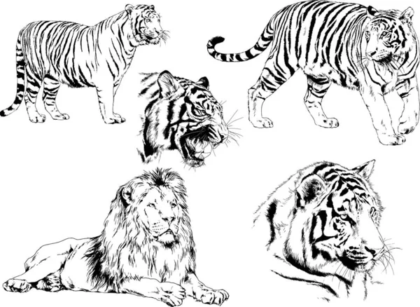 Vector Drawings Sketches Different Predator Tigers Lions Cheetahs Leopards Drawn — Stock Vector