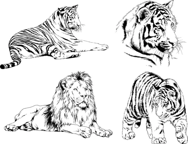 Dibujos Vectoriales Bocetos Diferentes Depredadores Tigres Leones Guepardos Leopardos Dibujan — Vector de stock