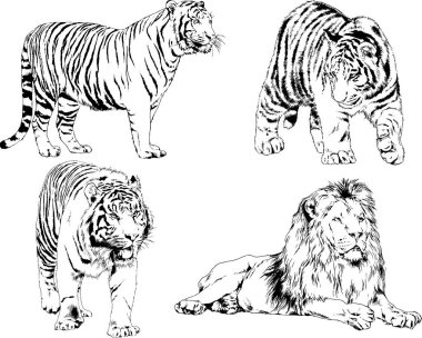 vektör çizimleri çizimler farklı yırtıcı hayvan, kaplan aslan çita ve leopar mürekkep el tarafından nesneleri arka plan ile çizilir