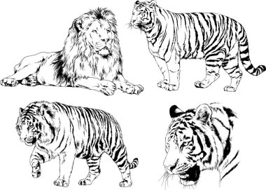 vektör çizimleri çizimler farklı yırtıcı hayvan, kaplan aslan çita ve leopar mürekkep el tarafından nesneleri arka plan ile çizilir