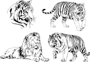vektör çizimleri çizimler farklı yırtıcı hayvan, kaplan aslan çita ve leopar mürekkep el tarafından nesneleri arka plan ile çizilir