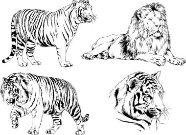 vektör çizimleri çizimler farklı yırtıcı hayvan, kaplan aslan çita ve leopar mürekkep el tarafından nesneleri arka plan ile çizilir