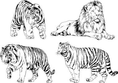 vektör çizimleri çizimler farklı yırtıcı hayvan, kaplan aslan çita ve leopar mürekkep el tarafından nesneleri arka plan ile çizilir