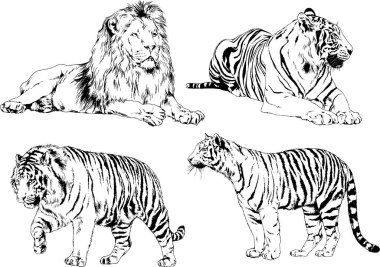 vektör çizimleri çizimler farklı yırtıcı hayvan, kaplan aslan çita ve leopar mürekkep el tarafından nesneleri arka plan ile çizilir