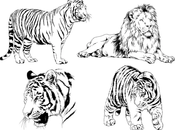 Vector Drawings Sketches Different Predator Tigers Lions Cheetahs Leopards Drawn — Stock Vector