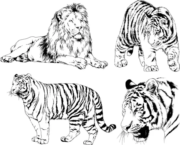 Dibujos Vectoriales Bocetos Diferentes Depredadores Tigres Leones Guepardos Leopardos Dibujan — Archivo Imágenes Vectoriales