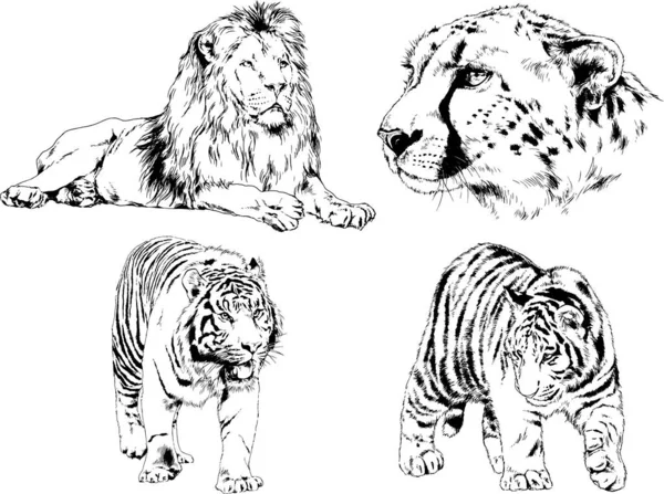 Dibujos Vectoriales Bocetos Diferentes Depredadores Tigres Leones Guepardos Leopardos Dibujan — Archivo Imágenes Vectoriales