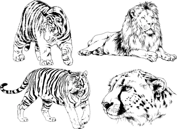 Vector Drawings Sketches Different Predator Tigers Lions Cheetahs Leopards Drawn — Stock Vector