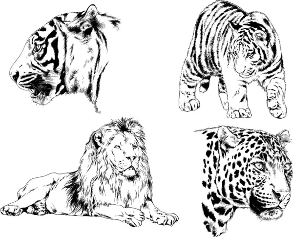 Dibujos Vectoriales Bocetos Diferentes Depredadores Tigres Leones Guepardos Leopardos Dibujan — Archivo Imágenes Vectoriales