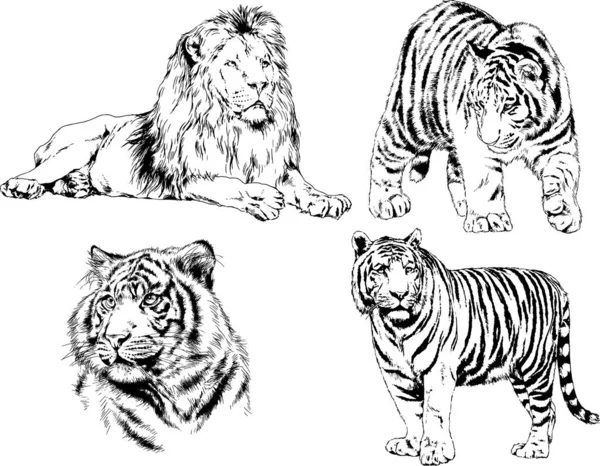 Dessins Vectoriels Esquisse Différents Prédateurs Tigres Lions Guépards Léopards Sont — Image vectorielle