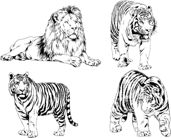 Vector Drawings Sketches Different Predator Tigers Lions Cheetahs Leopards Drawn — Stock Vector