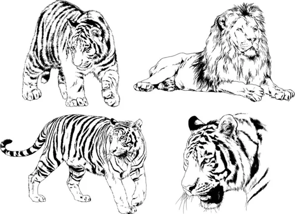 Vector Drawings Sketches Different Predator Tigers Lions Cheetahs Leopards Drawn — Stock Vector