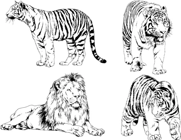 Dessins Vectoriels Esquisse Différents Prédateurs Tigres Lions Guépards Léopards Sont — Image vectorielle