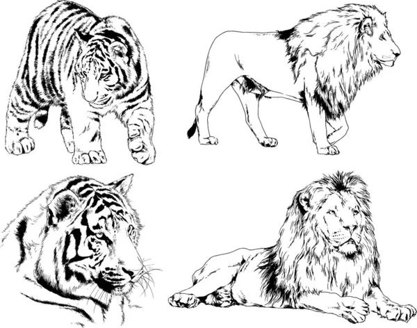 Vector Drawings Sketches Different Predator Tigers Lions Cheetahs Leopards Drawn — Stock Vector