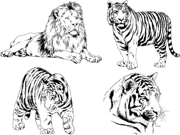 Dibujos Vectoriales Bocetos Diferentes Depredadores Tigres Leones Guepardos Leopardos Dibujan — Archivo Imágenes Vectoriales