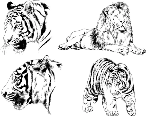 Dessins Vectoriels Esquisse Différents Prédateurs Tigres Lions Guépards Léopards Sont — Image vectorielle