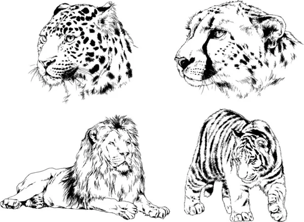 Dibujos Vectoriales Bocetos Diferentes Depredadores Tigres Leones Guepardos Leopardos Dibujan — Vector de stock